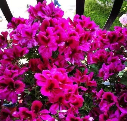 球兰的修剪，鸡蛋花树的新芽