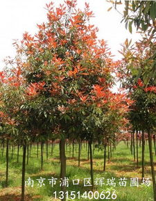 红叶石楠价格大揭秘，你真的了解吗？