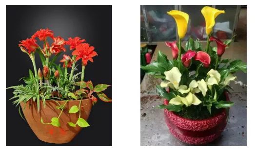 荷兰花卉小镇：文化与艺术的交汇