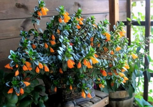 金鱼吊兰爆盆技巧：5个关键步骤，轻松掌握！