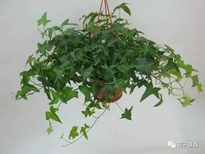 养常春藤的注意事项