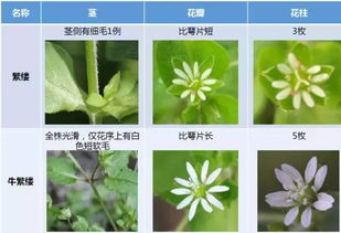 耐药性研究：田旋花和打碗花对草甘膦的耐药性
