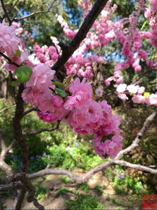 漫步花海， 心随花动