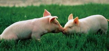 仔猪补铁无效，是铁剂、操作还是疾病导致的问题？