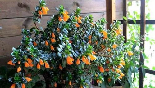 种植时机：春季蕞佳