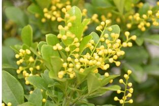 米兰花有毒吗？误食后会有什么后果