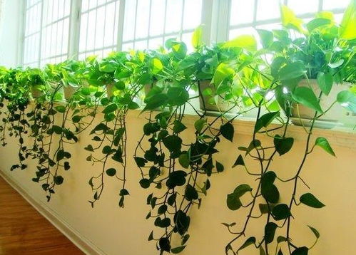 水养和土培：两种移植方法