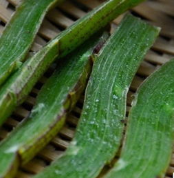 防治方法，kan准时机