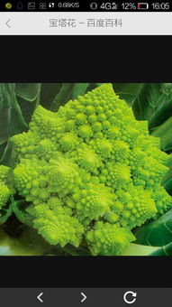 探索神秘的宝塔植物之谜