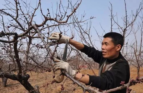 果树开花前后是关键时期，需关注授粉、病虫害防治等