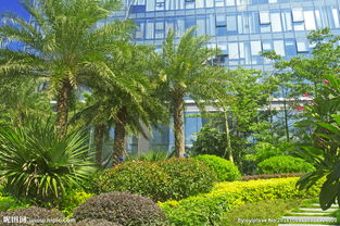 棕榈园林：热带风情的绿色画卷