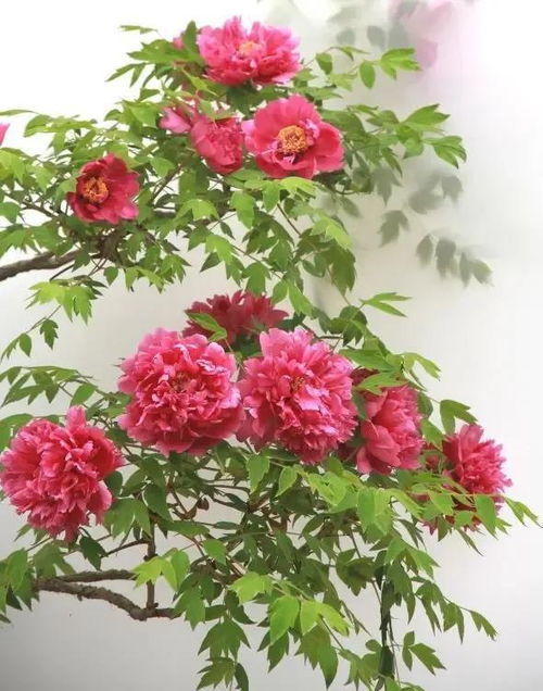 驻马店市树为96，市花为牡丹