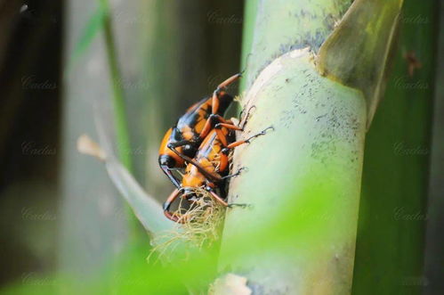 稻水象甲的破坏力