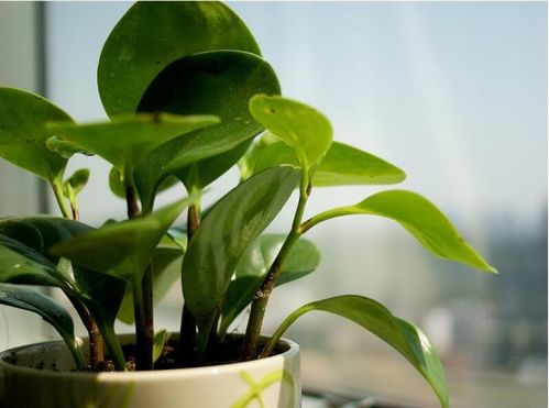 共生互利：合作的力量