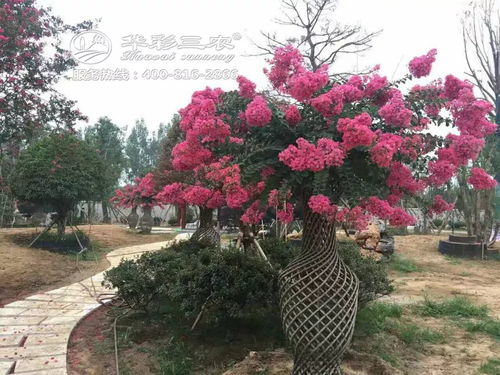 紫薇不开会，为何年年空枝头