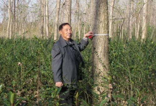 树木的粗度测量：地径、 米径、胸径的奥秘
