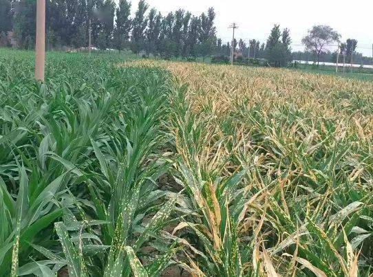 多种除草剂， 各有特点