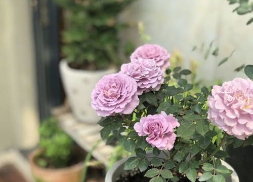 月季抹芽的乐趣分享