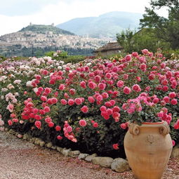 银禧庆典月季：色彩斑斓的庆祝者