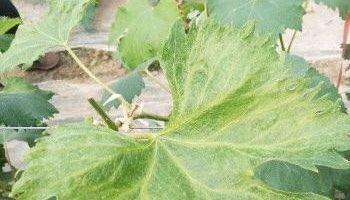 雪松黄叶病防治技术