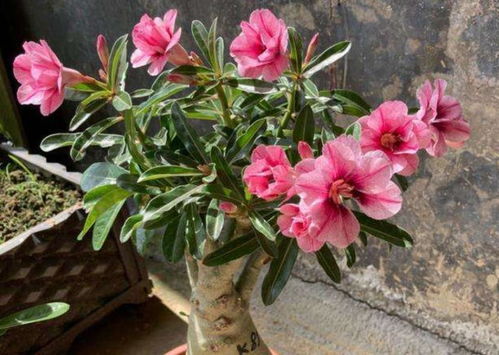 沙漠玫瑰烂根了怎么办？如何挽救这朵沙漠中的玫瑰