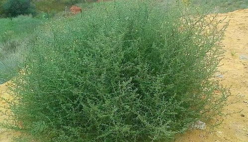 大狼杷草：入侵农业害草