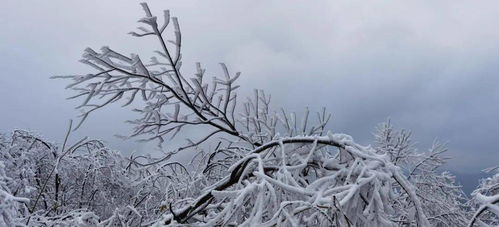 初次见到雪松披雪， 美得令人惊叹