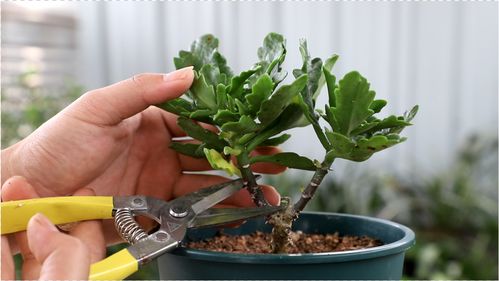 长寿花：养花小白的养护指南