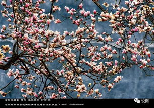 望春玉兰养护秘籍：如何避免病虫害的发生？