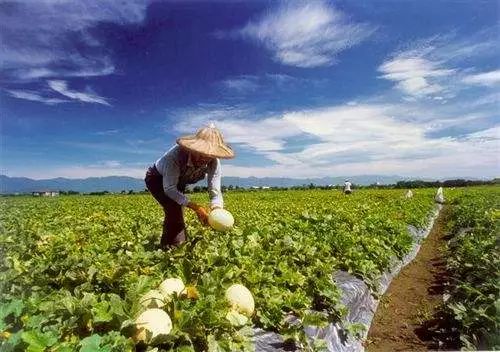 新品种采购捷径：直接对接科研机构