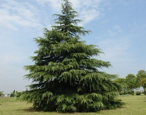 山东泰山林场的经验， 就像是传家宝一样