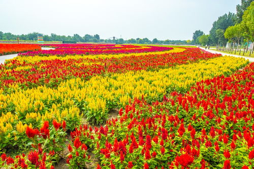 精准时刻表， 不同地区种植时间不同