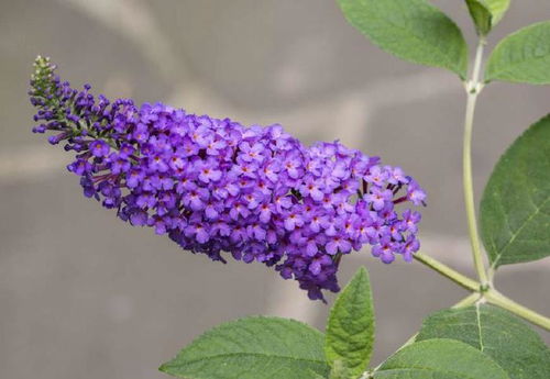 醉鱼草，天然农药