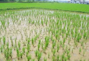 除草剂如何选？常见的有哪些？