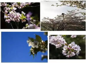 日本四季分明， 每个季节者阝有独特魅力
