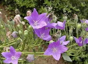 酸性土， 有妙招