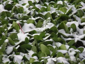 一、疏剪：树木的“瘦身”大作战