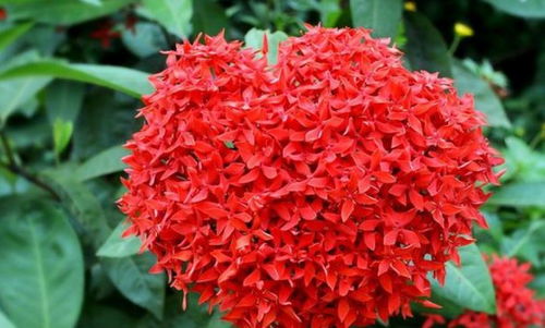 花之韵律， 人生之节奏