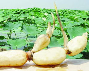 莲藕之美，根茎相连