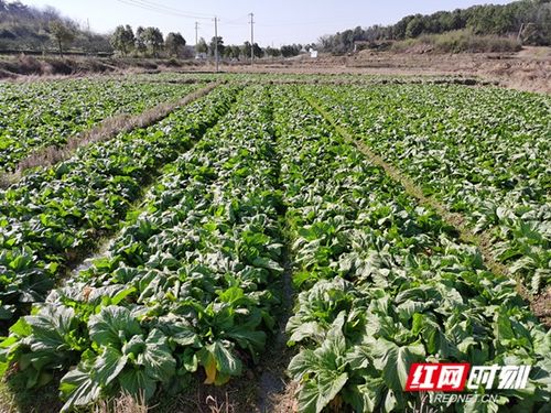 返乡经济， 激活新农村