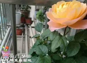 月季修剪过高后如何进行合理修剪以恢复生长