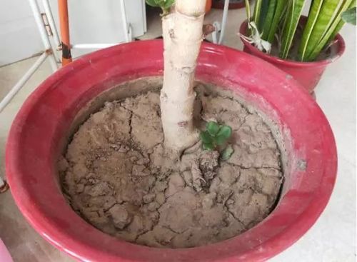 盆土浇水变稀泥，这是咋回事？