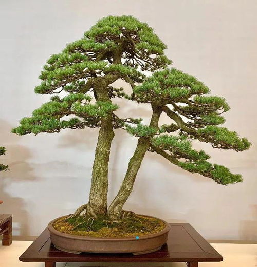 繁殖栽培：多种繁殖方式