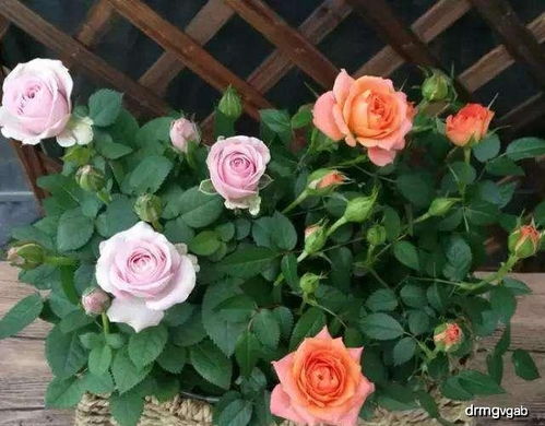 购买月季花的选择