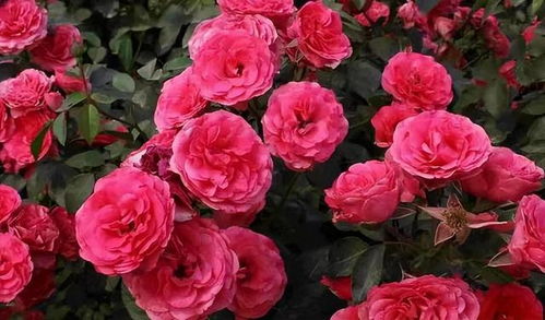 红木香：香氛与美景的完美融合