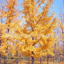 绿化树木赔偿标准探秘：银杏树的价值何在？