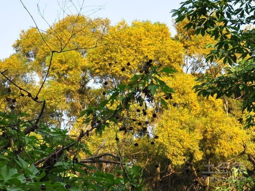 相思树种子， 价格亲民