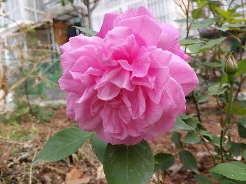 欧月怎么养呢？