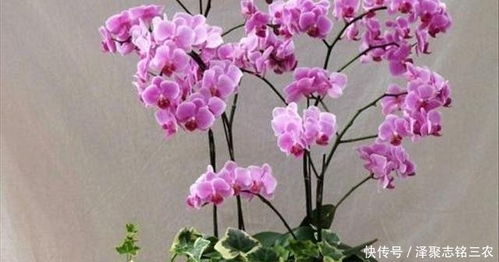 蝴蝶兰种植：土壤选择与覆盖物揭秘