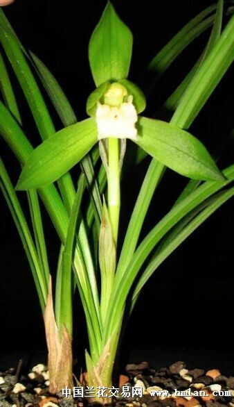 兰花芽的生长规律